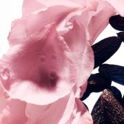 Rose de Soie Eau de Toilette 10ml