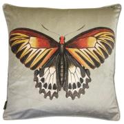 Vanillafly pude - bright butterfly - 50x50 - inkl fyld