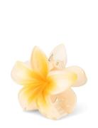 Plumeria Hawaii Big SUI AVA Yellow