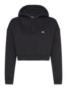 Oakport Cropped Hoodie Dickies Black