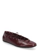 Pointe Steve Madden Burgundy
