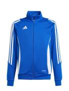 Tiro24 Trjkty Adidas Performance Blue