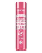 Dr. Bronner's Organic Lip Balm Cherry Blossom 4 g